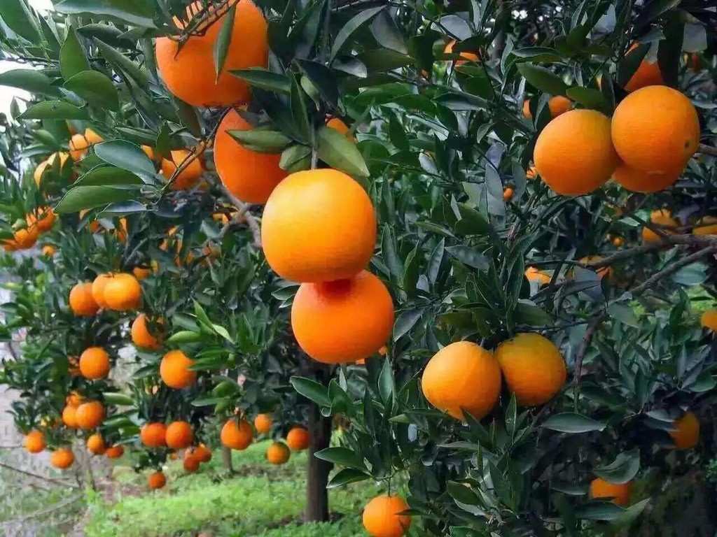 柑橘树春季如何管理？